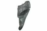 Partial Fossil Megalodon Tooth - South Carolina #250039-1